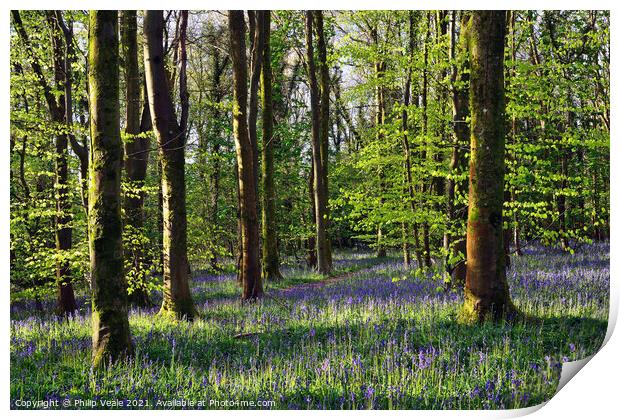 Bluebell Wood in Cefn Coed. Print by Philip Veale