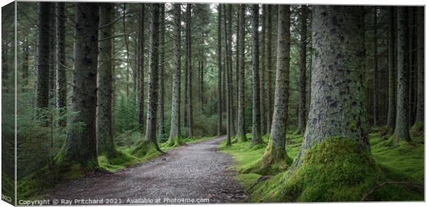 Whinlatter Forest Canvas Print by Ray Pritchard