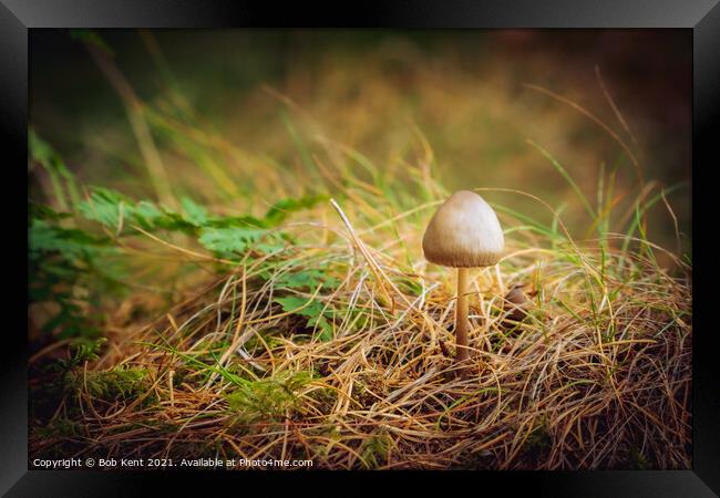 Morning Mushroom Framed Print by Bob Kent