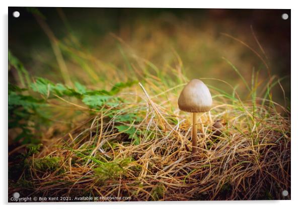 Morning Mushroom Acrylic by Bob Kent
