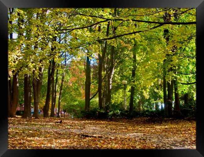 A Walk in the Woods Framed Print by Stephanie Moore