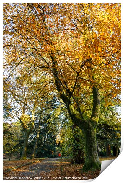 Autumn scenes, Merthyr Tydfil, South Wales, UK. Print by Andrew Bartlett