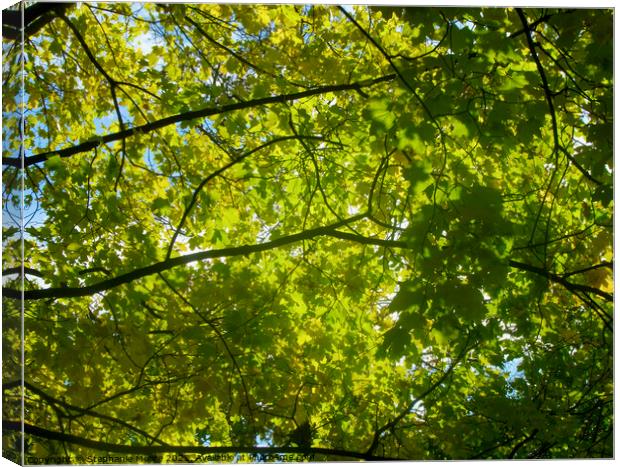 Canopy of leaves Canvas Print by Stephanie Moore