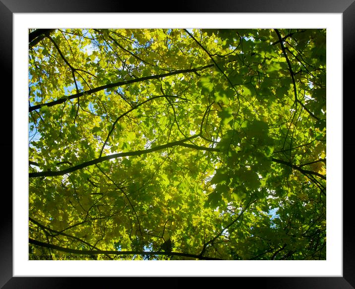 Canopy of leaves Framed Mounted Print by Stephanie Moore