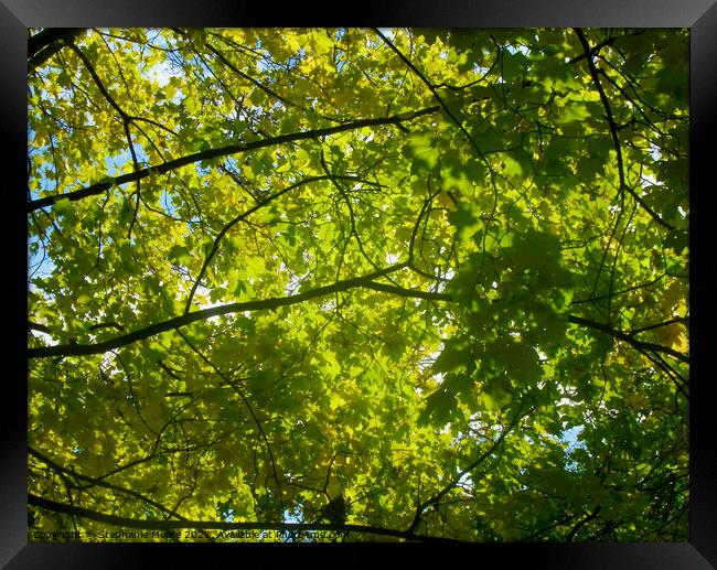 Canopy of leaves Framed Print by Stephanie Moore