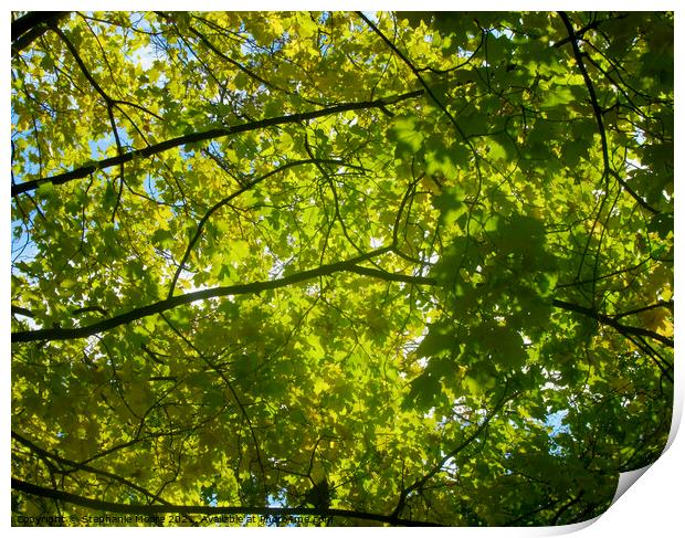 Canopy of leaves Print by Stephanie Moore