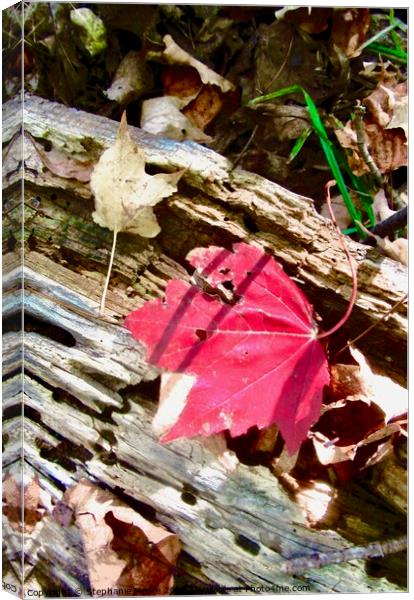 Fallen red leaf Canvas Print by Stephanie Moore