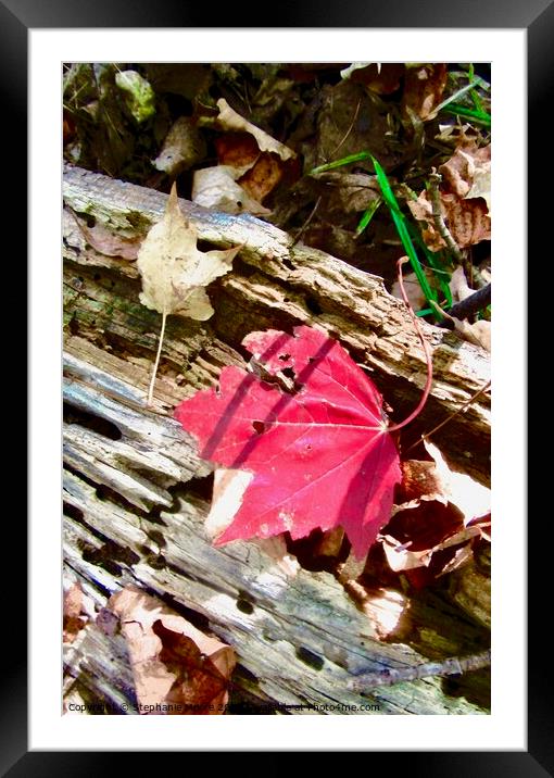 Fallen red leaf Framed Mounted Print by Stephanie Moore