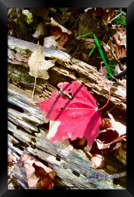 Fallen red leaf Framed Print by Stephanie Moore