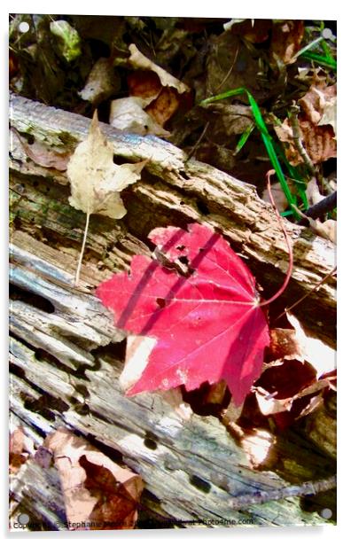 Fallen red leaf Acrylic by Stephanie Moore