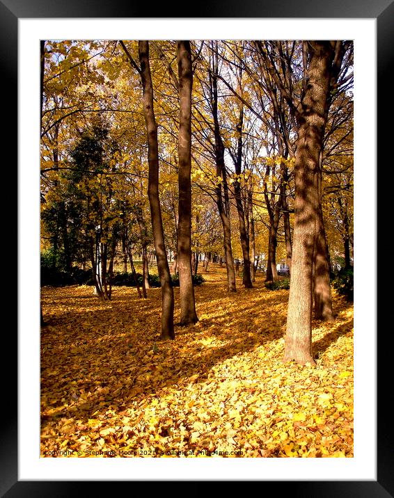 Golden Fall Trees Framed Mounted Print by Stephanie Moore