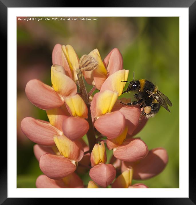 Bee on a Lupin Framed Mounted Print by Nigel Hatton