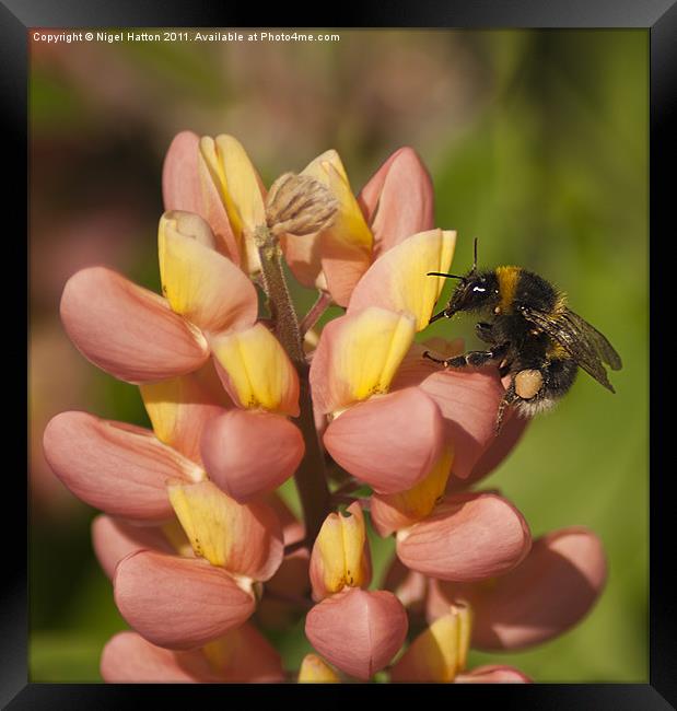 Bee on a Lupin Framed Print by Nigel Hatton