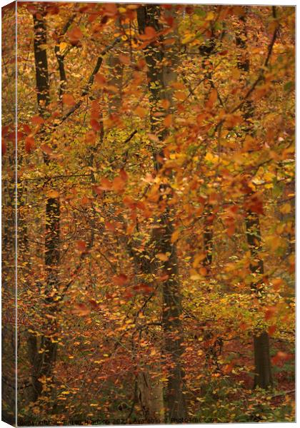 Beech leaves Canvas Print by Simon Johnson