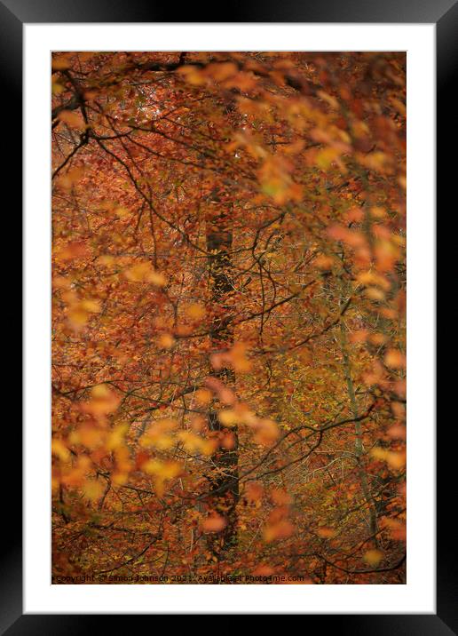 Autumn colour Framed Mounted Print by Simon Johnson