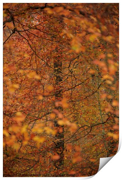 Autumn colour Print by Simon Johnson