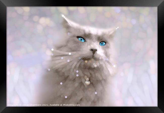 Blue Eyes Framed Print by Alison Chambers
