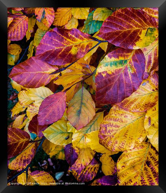 Autumn leaves Framed Print by Cliff Kinch
