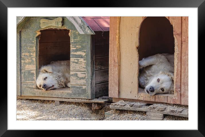 Kuvasz dogs - Szentendre Framed Mounted Print by Laszlo Konya