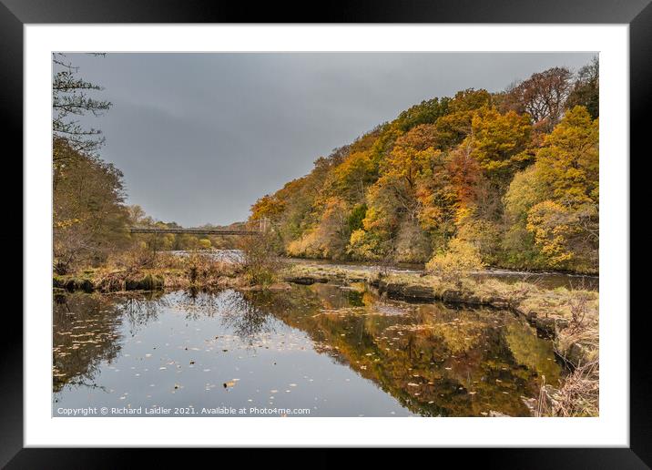 Autumn brightness on the Tees at Whorlton Framed Mounted Print by Richard Laidler