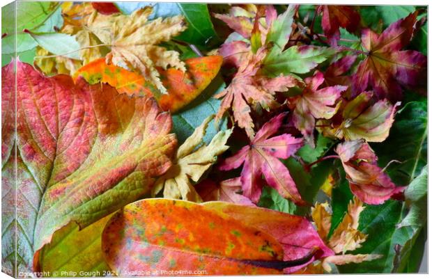 Autumn Leaves Colour Canvas Print by Philip Gough