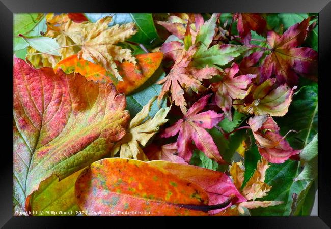 Autumn Leaves Colour Framed Print by Philip Gough