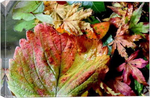 Colour In Autumn Canvas Print by Philip Gough