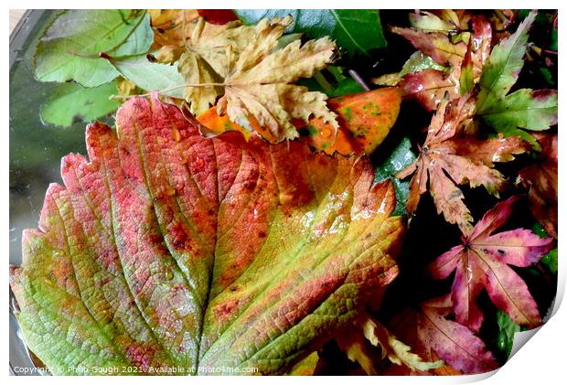 Colour In Autumn Print by Philip Gough