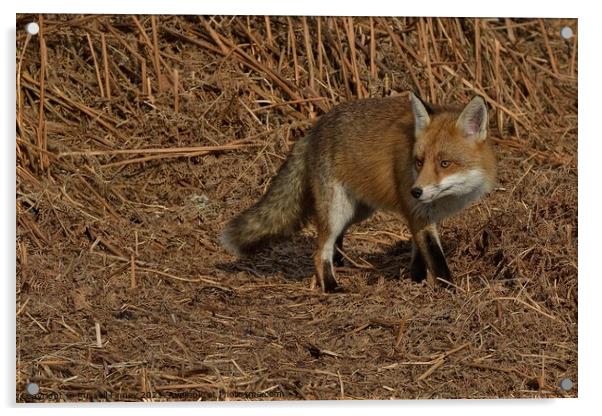 A fox standing on bracken Acrylic by Russell Finney