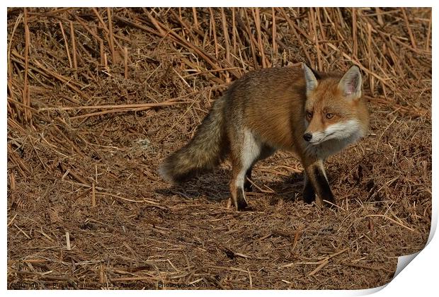 A fox standing on bracken Print by Russell Finney