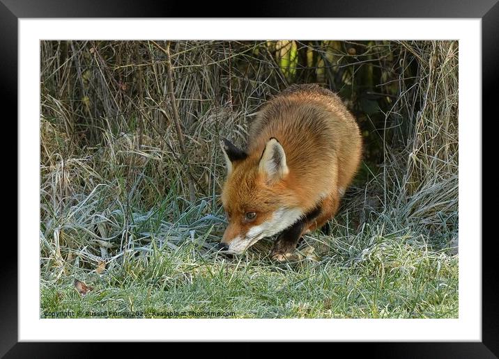 Red Fox (Vulpes Vulpes) on the edge of woodland on a frosty morning Framed Mounted Print by Russell Finney