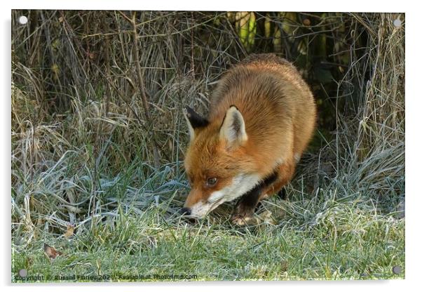 Red Fox (Vulpes Vulpes) on the edge of woodland on a frosty morning Acrylic by Russell Finney