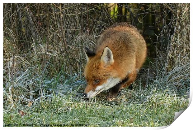 Red Fox (Vulpes Vulpes) on the edge of woodland on a frosty morning Print by Russell Finney