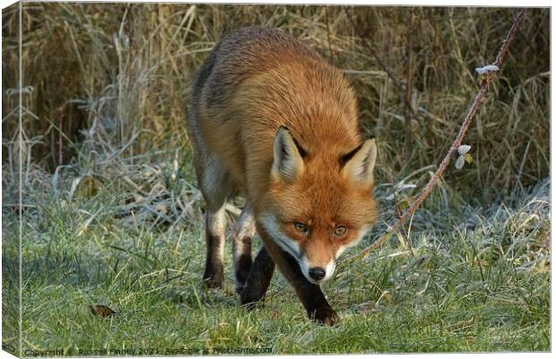 Red Fox (Vulpes Vulpes) close up on a frosty field  Canvas Print by Russell Finney