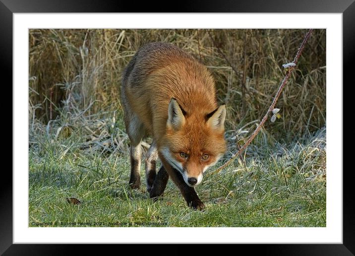 Red Fox (Vulpes Vulpes) close up on a frosty field  Framed Mounted Print by Russell Finney
