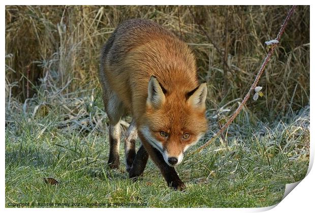 Red Fox (Vulpes Vulpes) close up on a frosty field  Print by Russell Finney