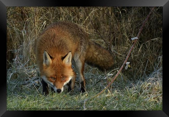 Red Fox (Vulpes Vulpes) close up  Framed Print by Russell Finney