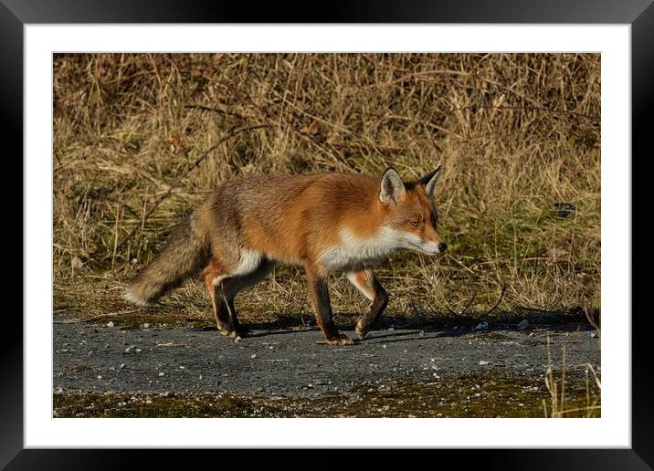 A fox walking in the edge of woodland Framed Mounted Print by Russell Finney