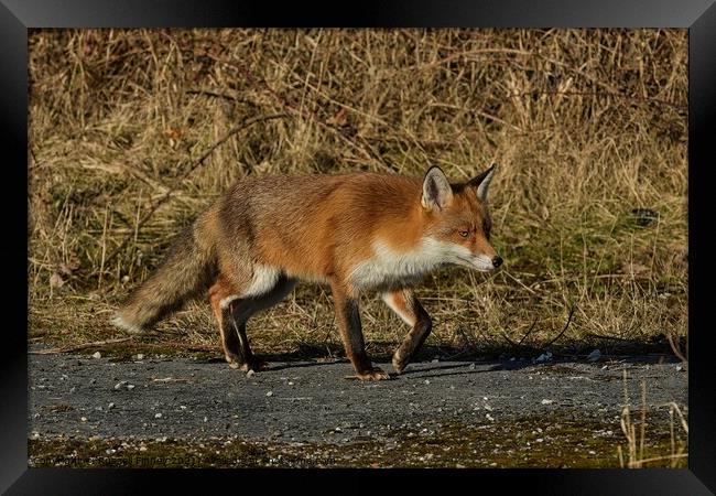 A fox walking in the edge of woodland Framed Print by Russell Finney