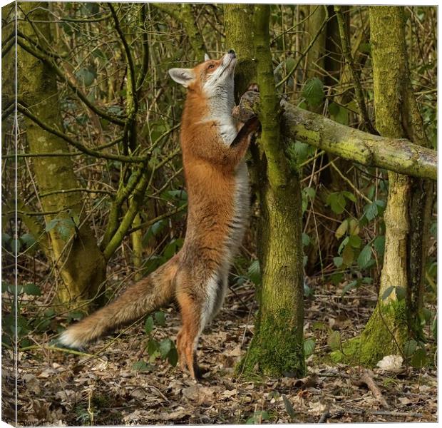 Red Fox (Vulpes Vulpes) in woodland Canvas Print by Russell Finney