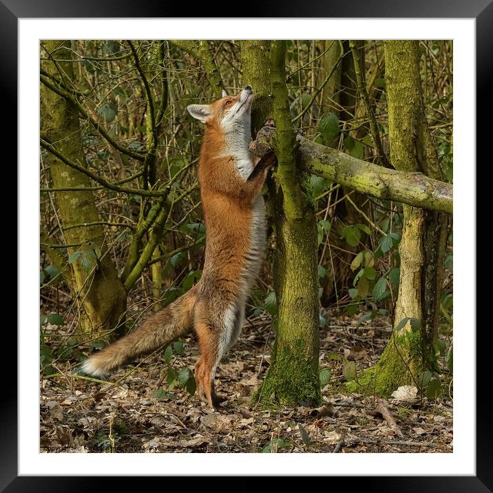 Red Fox (Vulpes Vulpes) in woodland Framed Mounted Print by Russell Finney