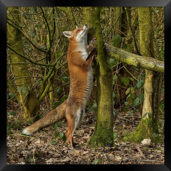 Red Fox (Vulpes Vulpes) in woodland Framed Print by Russell Finney