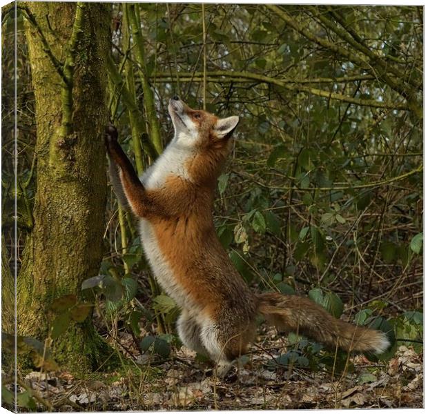 Vixen was chasing squirrels in woodland, Canvas Print by Russell Finney
