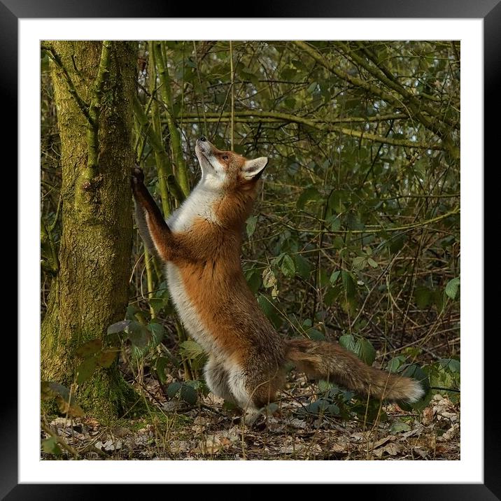 Vixen was chasing squirrels in woodland, Framed Mounted Print by Russell Finney