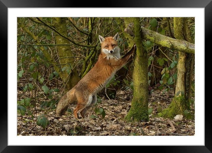 Red Fox (Vulpes Vulpes) in woodland chasing squirrels up trees Framed Mounted Print by Russell Finney