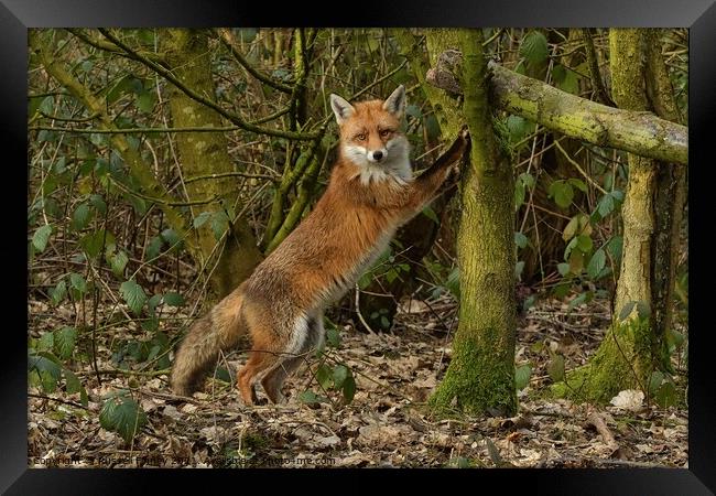 Red Fox (Vulpes Vulpes) in woodland chasing squirrels up trees Framed Print by Russell Finney