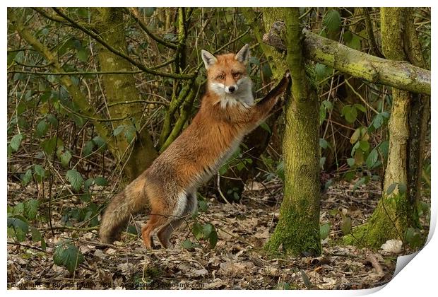 Red Fox (Vulpes Vulpes) in woodland chasing squirrels up trees Print by Russell Finney