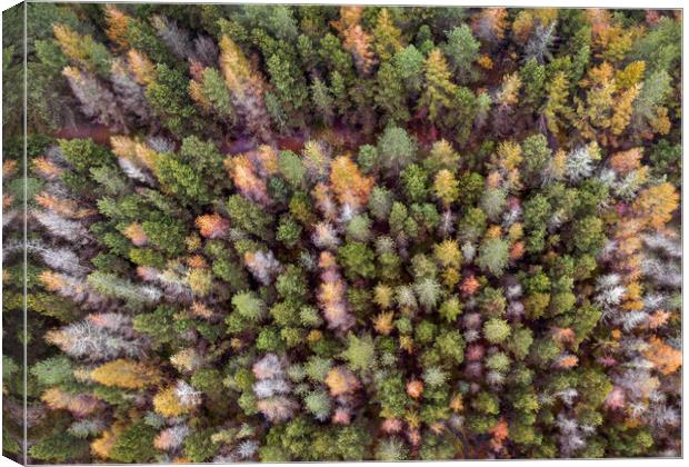 Drone view of a forest Canvas Print by Leighton Collins