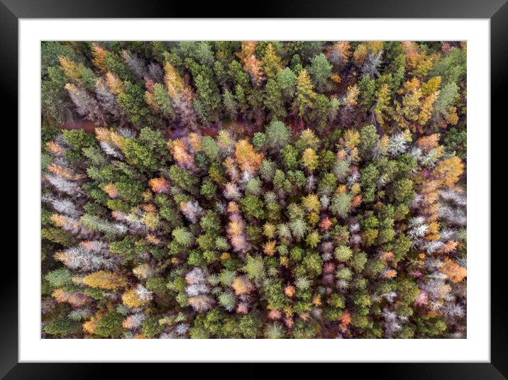 Drone view of a forest Framed Mounted Print by Leighton Collins