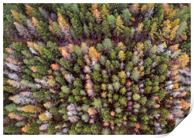 Drone view of a forest Print by Leighton Collins